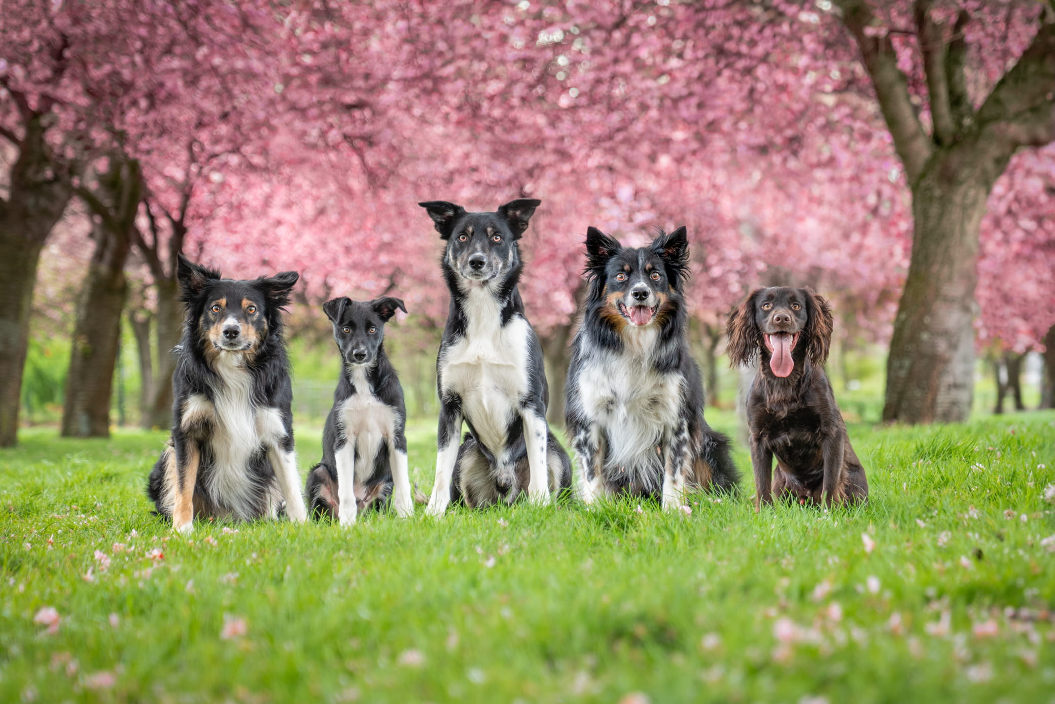 Pootografie-Honden-katten-huisdier-fotografie-fotograaf-limburg-heerlen-beste-fotograaf-hondenfotograaf-joah-brouwers-pooto-6