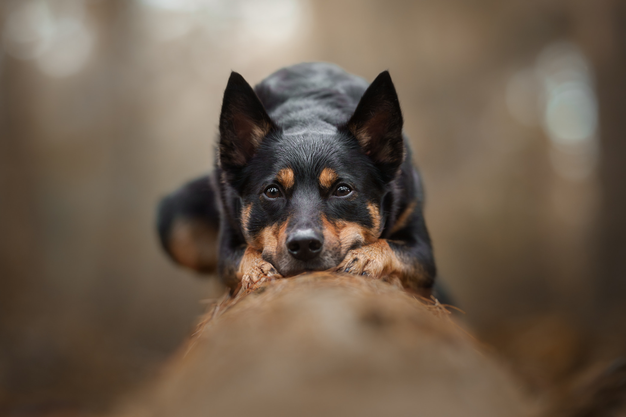 Pootografie-JoahBrouwers-Hondenfotograaf-fotograaf-kattenfotograaf-hondenfoto's-foto's-limburg-fotograaf limburg-hondenfotograaf limburg-fotograaf heerlen--4